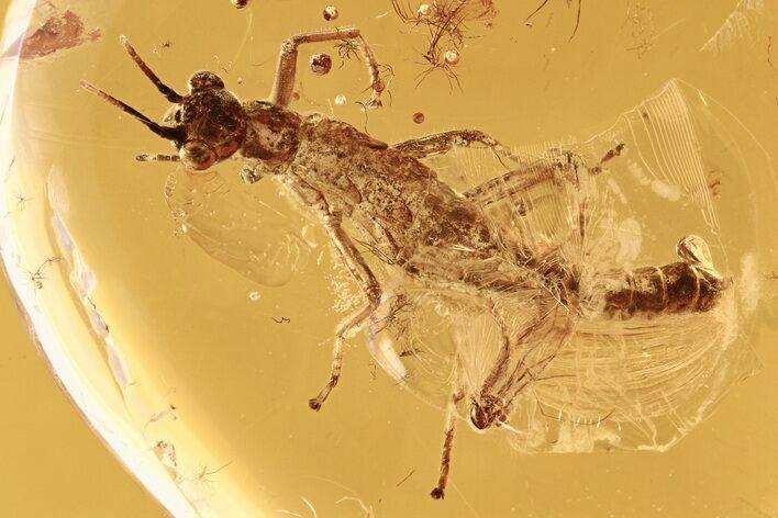 Fossil Walking Stick (Phasmatodea) In Baltic Amber - Rare Inclusion #275354